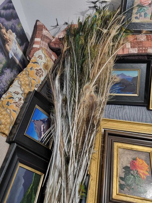 Pene pauni diferite culori