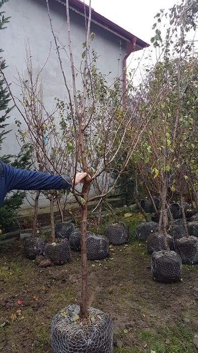 Pomi fructiefri clasici altoiti