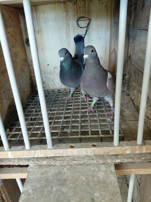 Vând porumbei-desființare crescatorie