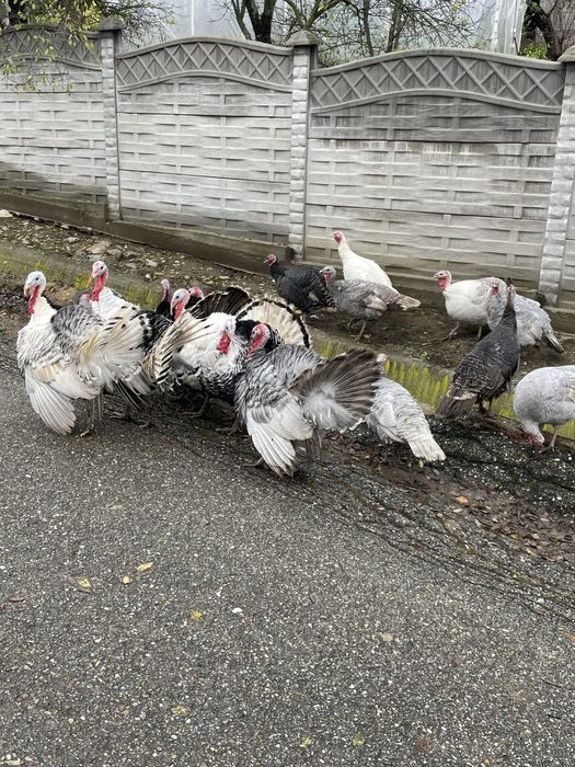 Curcani de vânzare – crescuți natural