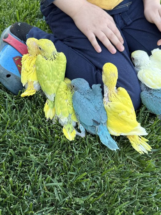 Papagali puiuti obisnuiti cu copiii micul alexsndru alexander