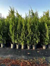 Tuia Smaragd (Thuja Occidentails ) Plante de Calitate Extra !