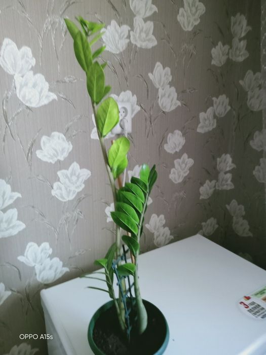 Продам долларовые деревья( замиакулькас)