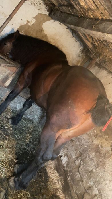 De vânzare  armăsar de 2 ani si 6 luni !