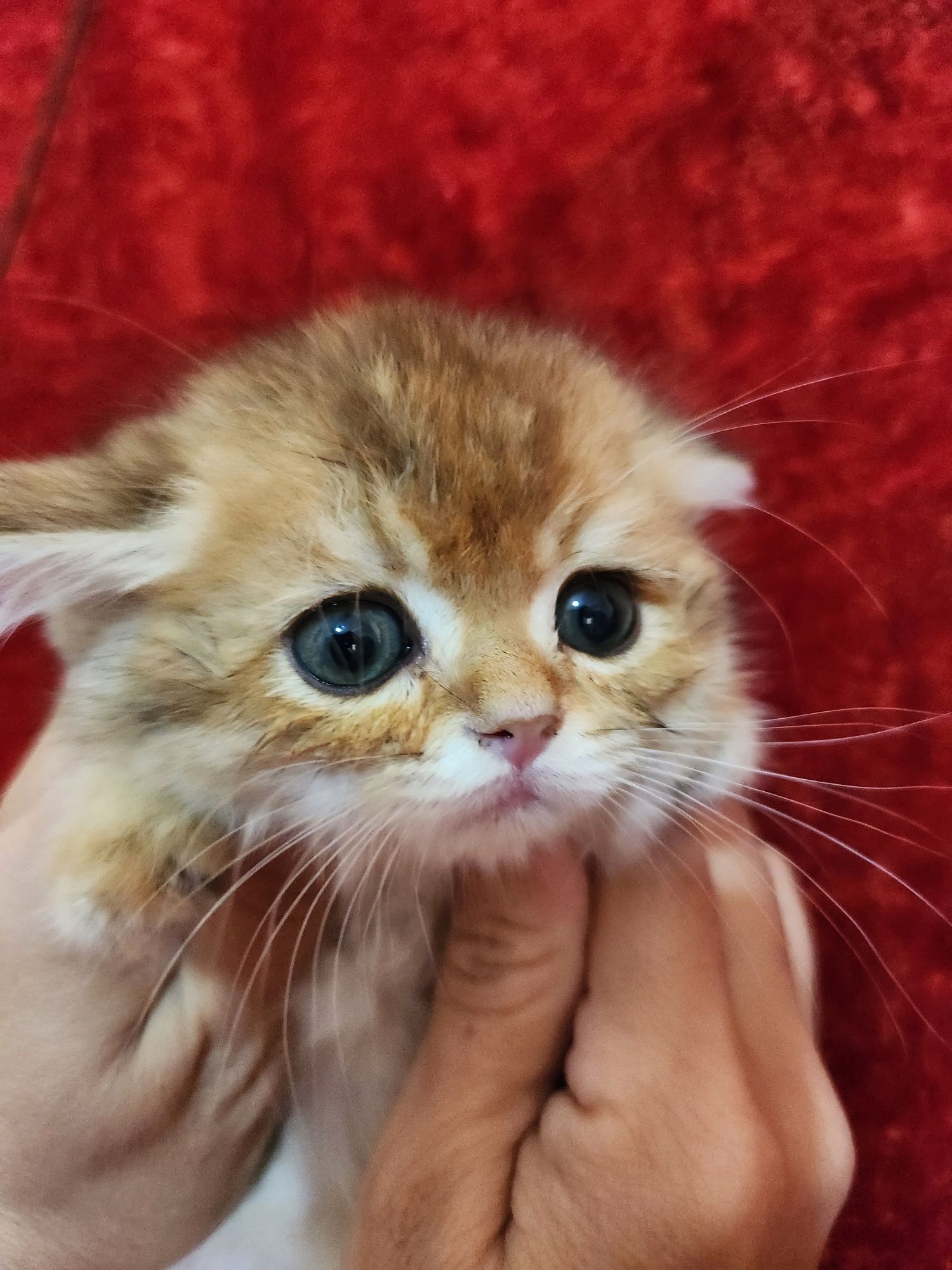Чистокровные котята