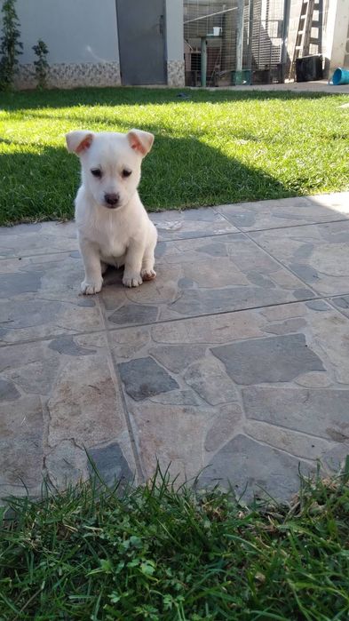 Бели пинчери на два месеца