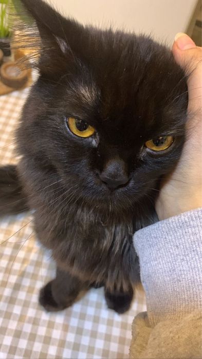 Mushuk 1yosh rangi qora