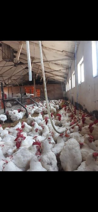 Gaini albe rasa grea