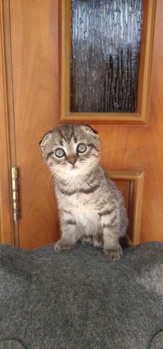 Котята Скотиш страйт и Скотиш фолд