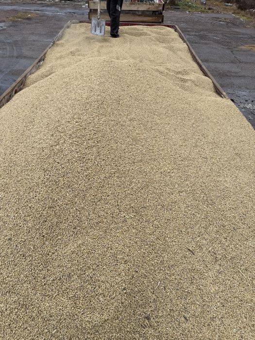 Ячмень сухои и чистый