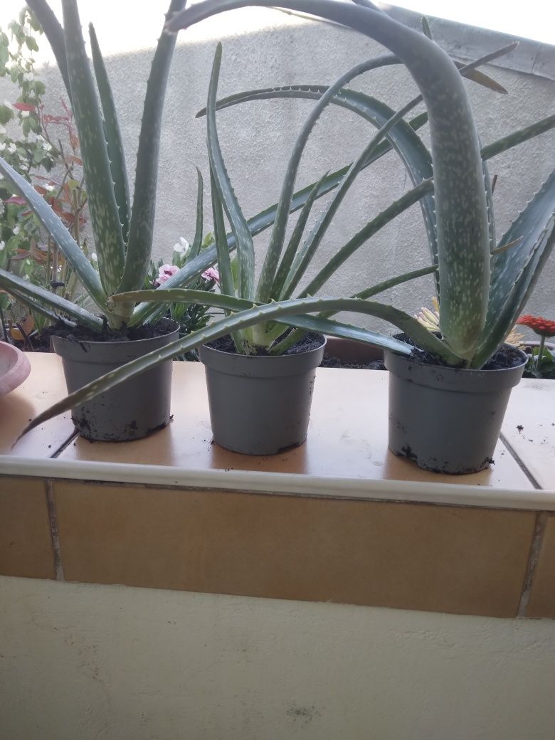 Aloe bio pt iubitorii de plante