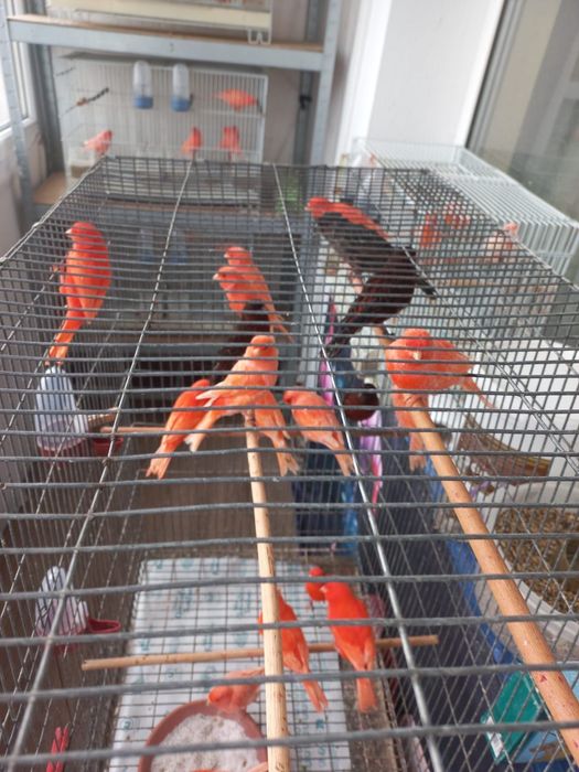 Vând canari gospodăria proprie