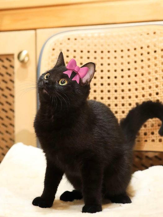 Срочно! стерилизованная красавица