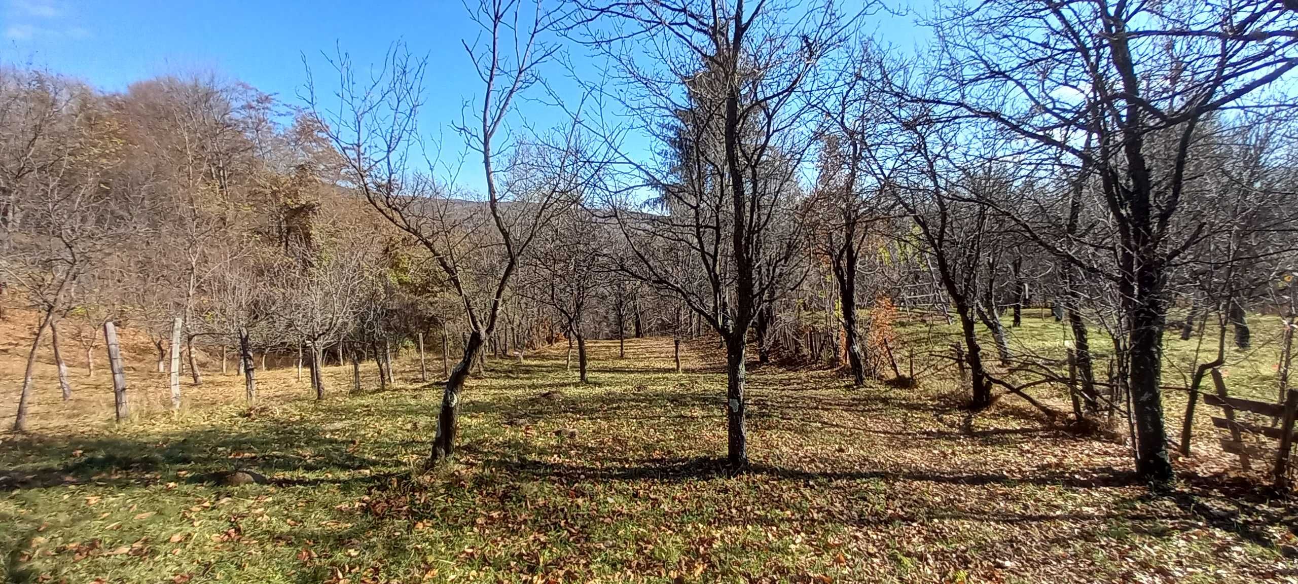 Gradina (livada cu pruni) com. Sotrile, jud. Prahova