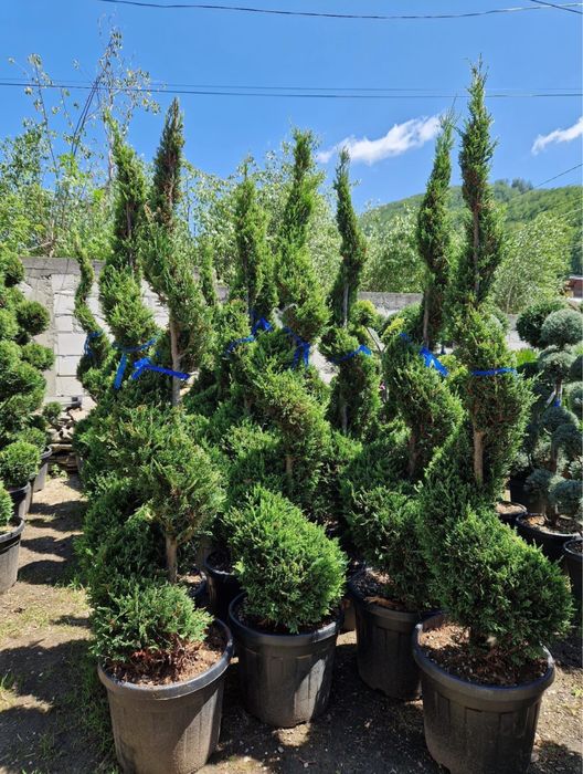 Plante ornamentale- Garden devis