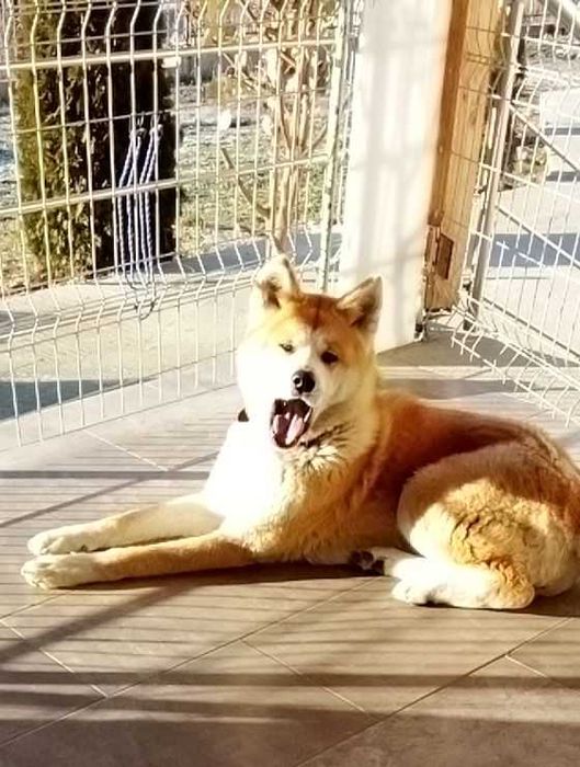 Мъжко кученце Акита