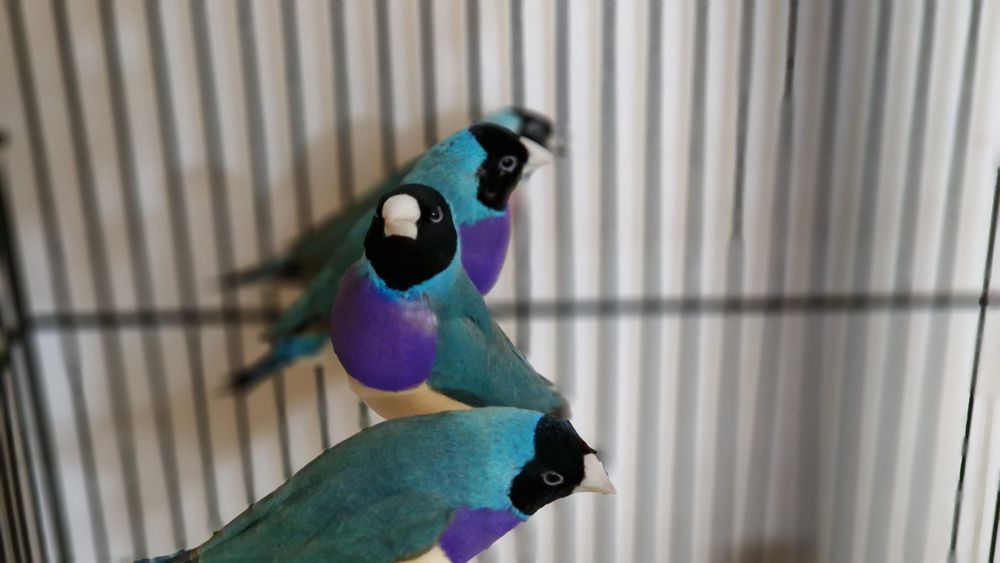 Гулдови амадини!!!