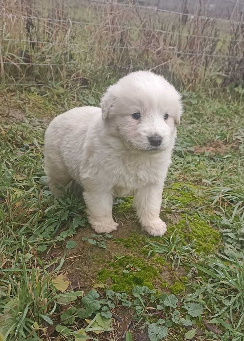 Donez Golden Retriever metiși