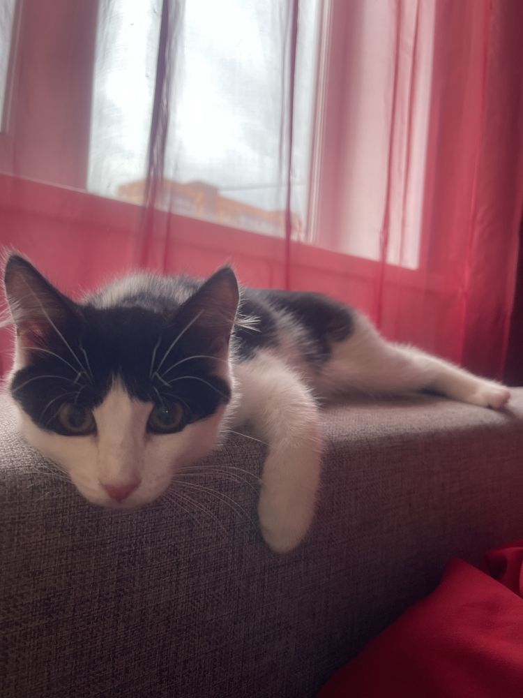 Котята ищут дом и заботливых хозяев