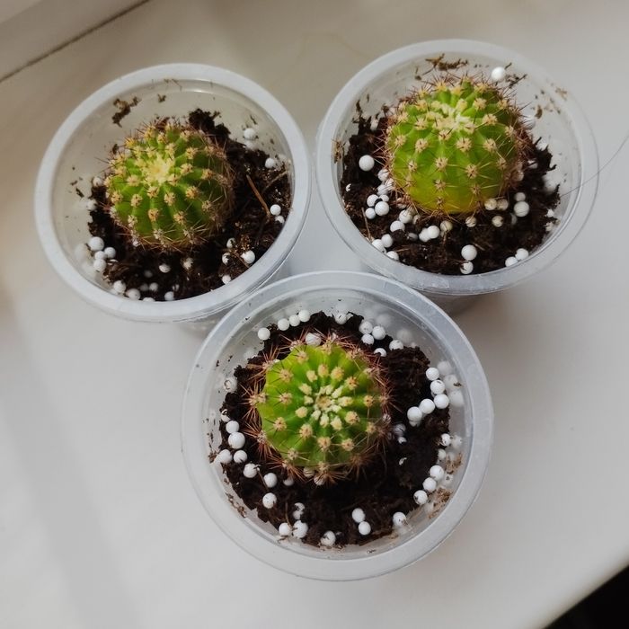 Маленькие кактусы