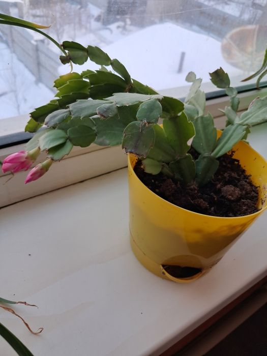 Продам комнатные цветы