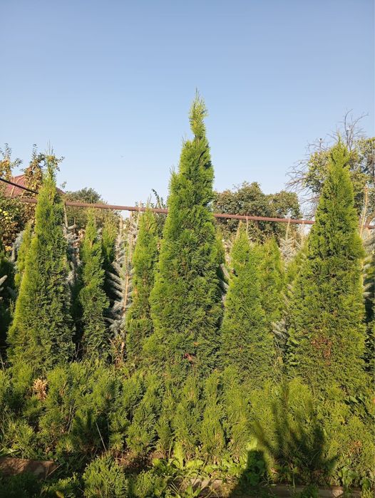 Туи ели самшит от саженцев до больших деревьев