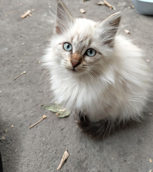 Отдам котят в хорошие руки