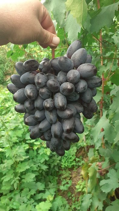 Продам  саженцы винограда второго года,