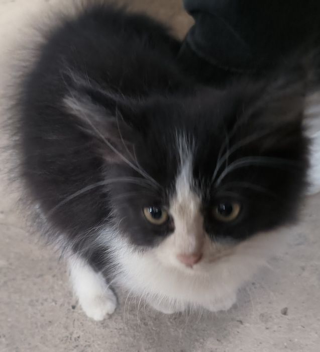 Котёнок ищет добрые руки