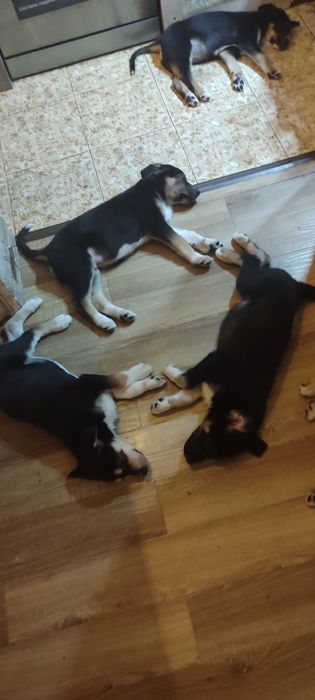 Щенки восточно европейской овчарки