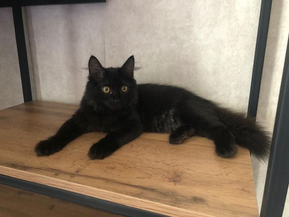 Отдам в хорошие руки