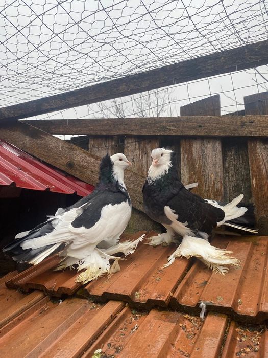 Porumbei Uriași maghiari