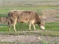 Дойная корова спакойная