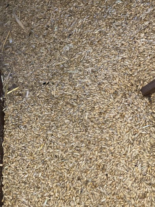 ORZ DE VANZARE 1,2 lei/ kg recolta 2025