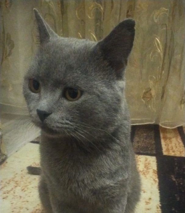 Британец в хорошие руки