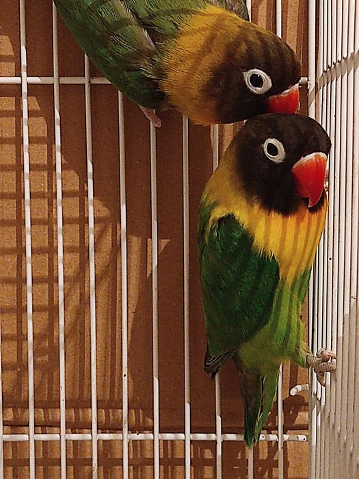 2 ta para maska qushlari sotiladi