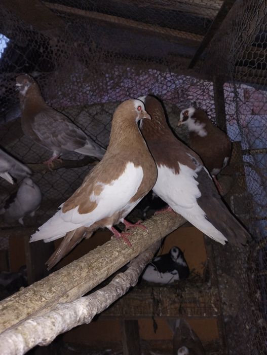 Кускумрийки гугутки, гълаби, и декоративни петлета.