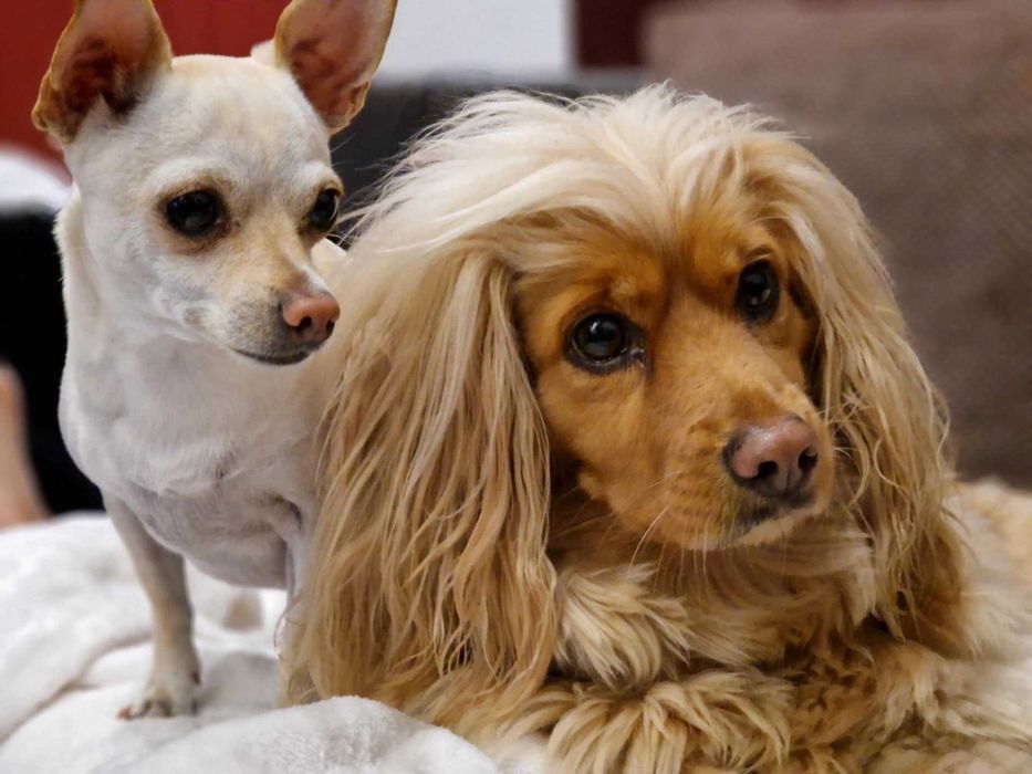 Гледане на кучета