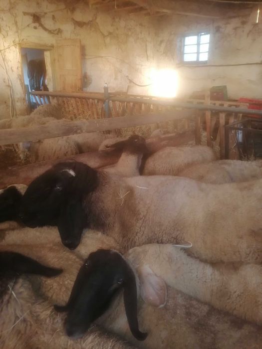 Продавам мъжко агне, коч за разплод клане курбан около 130 кг.