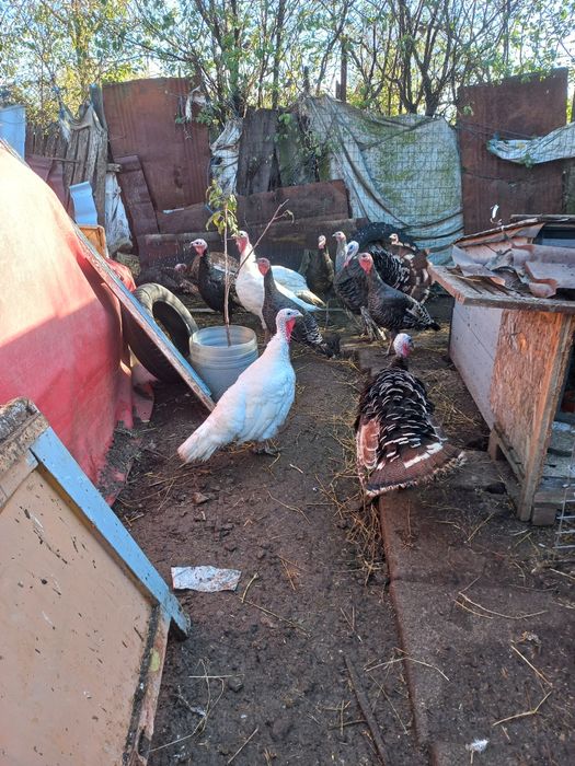 Păsări de tara  (curci rate și giste)