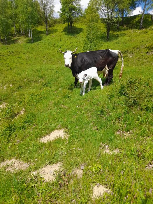 Vând vaca cu vitea