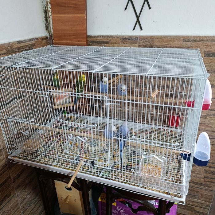 Familie perusi si colivie mare