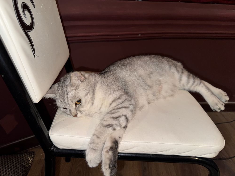 Продается котята но в течений 20 дней