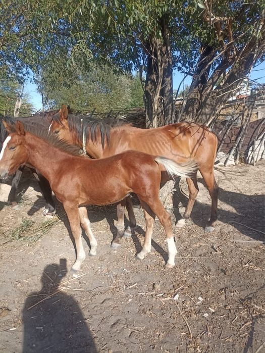 Продам кабулу с жирибенком