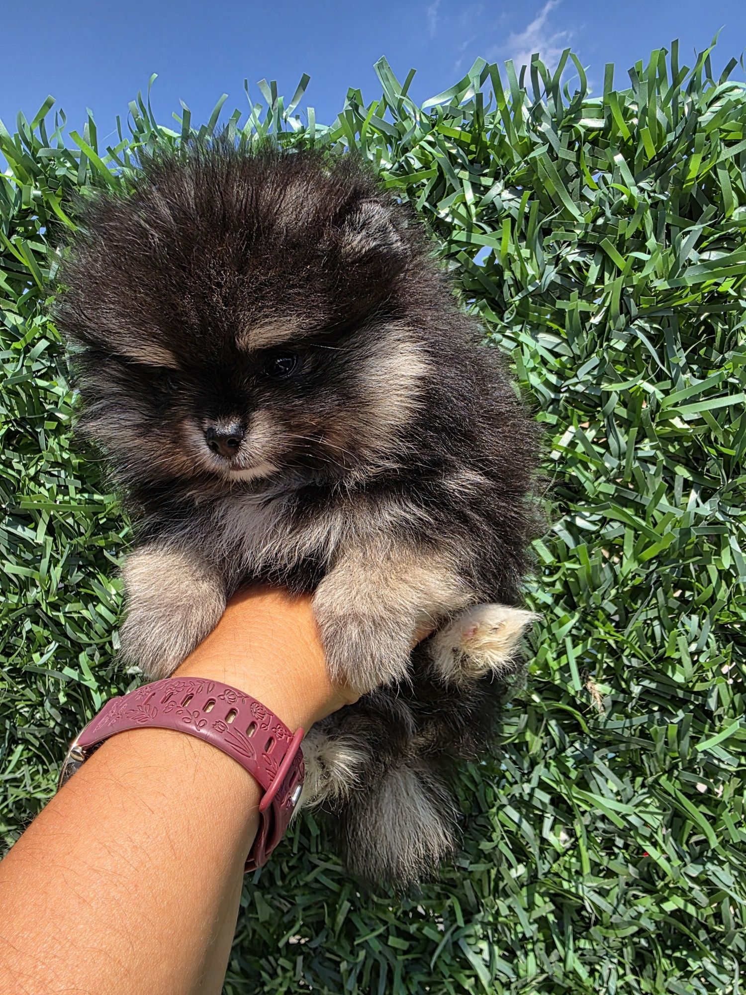 Померан мини /Mini pomeranian/ момичета