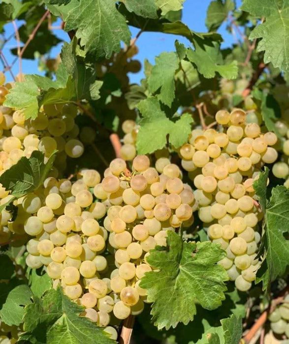 Struguri de vin (Fetească regală, Merlot, Tămâioasă, cabernet