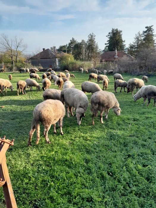 Продавам 45 Броя бременни овце