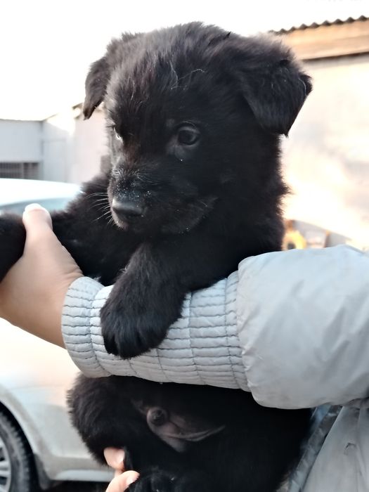 Щенки восточно-европейской овчарки