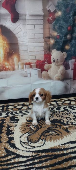 Кавалер кинг чарлз шпаньол.