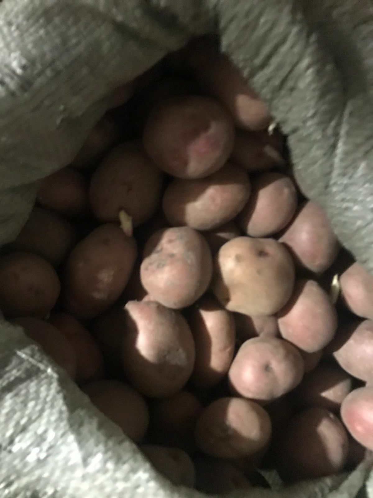 Дачный картофель